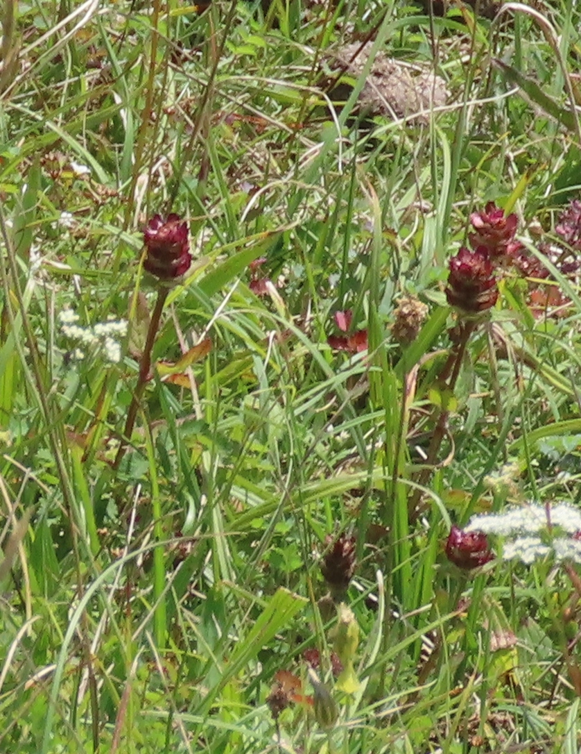 Self-Heal